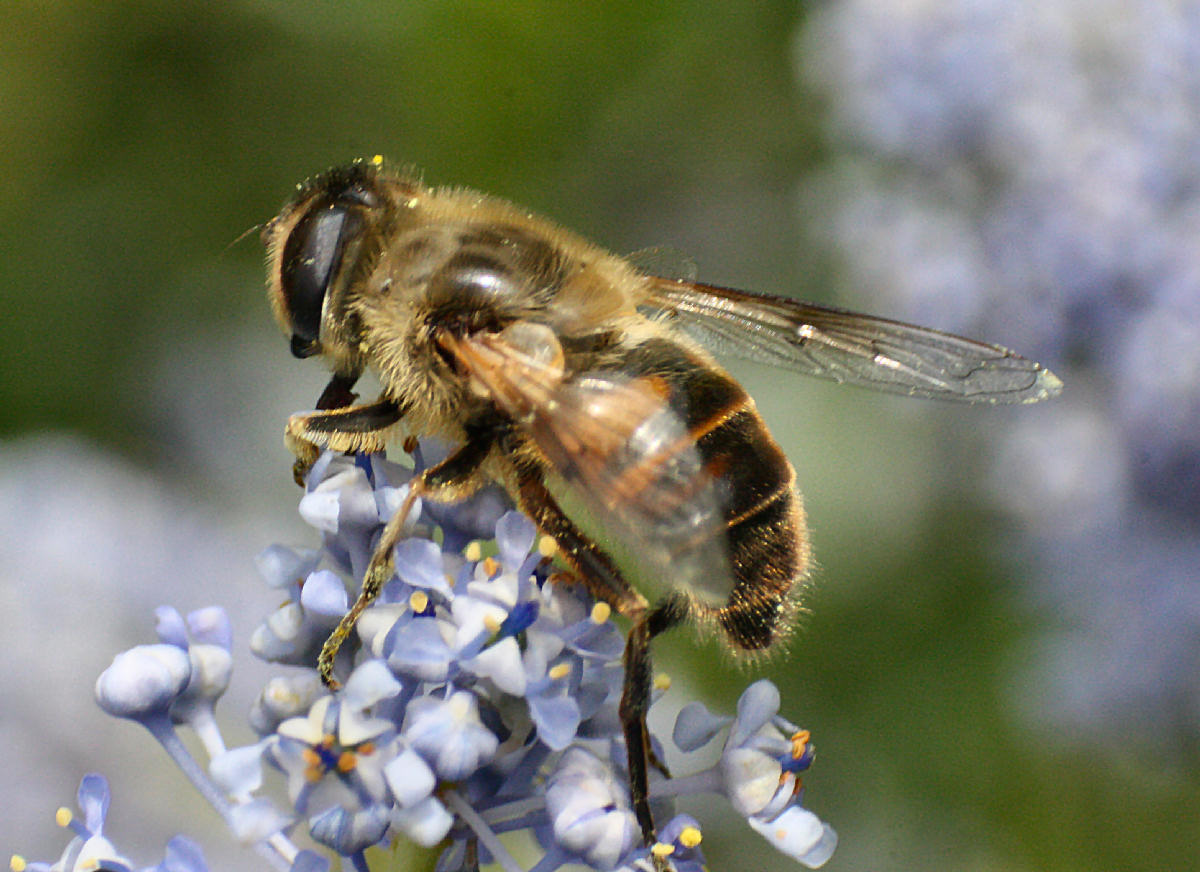 Apis mellifera. No. Eristalis cfr tenax